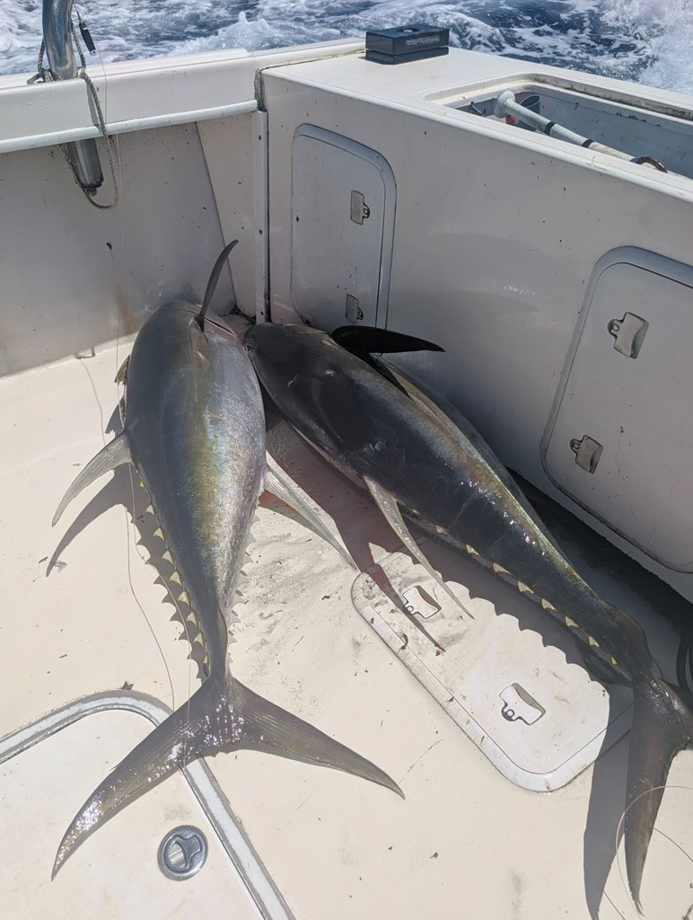 Fresh tuna catch on deck